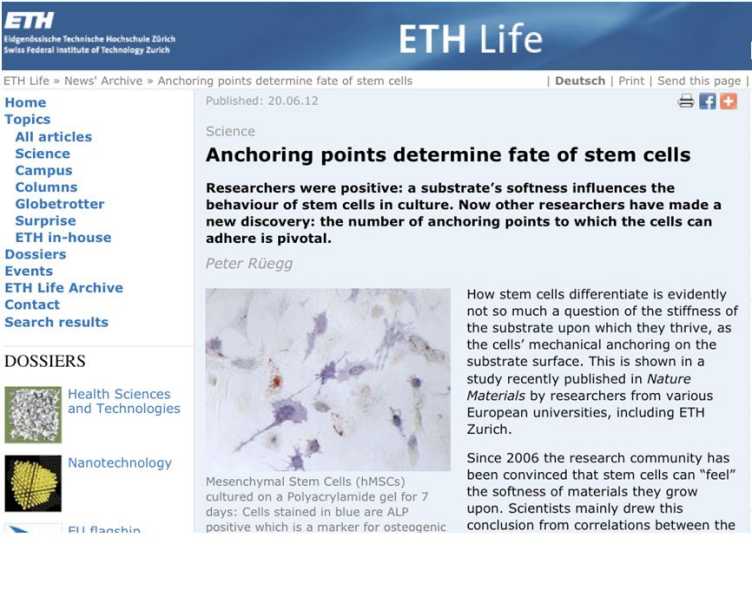 Enlarged view: Anchoring points determine fate of stem cells